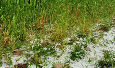 42 bin 500 dekar tarım arazı zarar görü