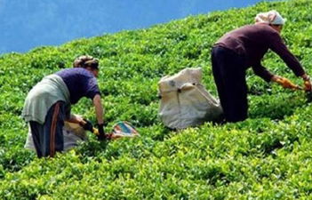 3500 tarım işçisi alınacak