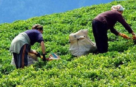 3500 tarım işçisi alınacak