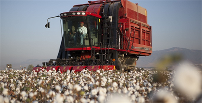 Pamuk üreticisinin gözü prim ödemesinde