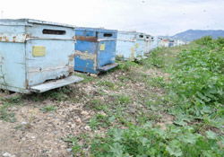 Bilinçsizce kullanılan böcek ilacından 15 bin bal arısı telef oldu