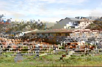 Bingöl`de Damızlık Boğa Dağıtımı