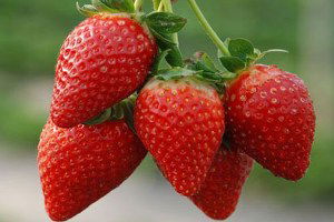 TZOB: Türkiye çilekte dünya üçüncüsü