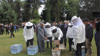 Çukurova`da Sezonun İlk Narenciye Balı Hasadı Yapıldı