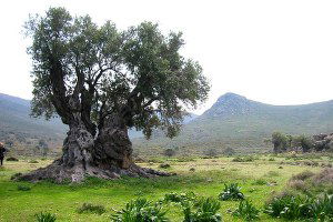 Ekonomiye Zeytin Dopingi