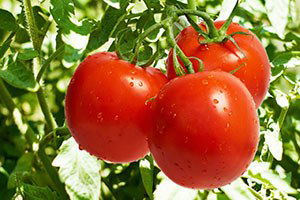 Fethiye`nin `Kırmızı Altını` Çiftçinin Yüzünü Güldürdü