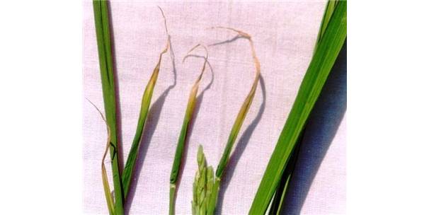 `Çeltik Beyaz Uç Nematodu`na Dikkat