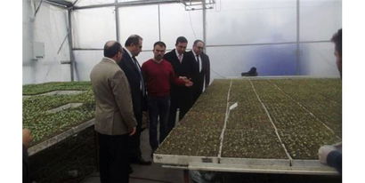 Vali Kaban Çaycuma`da Tarımsal İşletmelerde İncelemelerde Bulundu