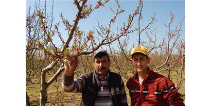 Lapseki Kirazında 6 Bin Ton Rekolte Bekleniyor