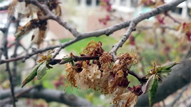 Gümüşhane`yi Don Vurdu