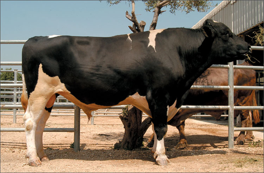 Ağrı`da Damızlık Boğa Dağıtımı