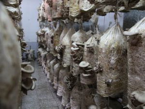 Organik Kayın Mantarı Geçim Kaynağı Oldu