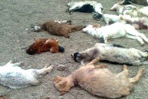 Başı Boş Köpekler, Çiftlikteki Hayvanları Parçaladı