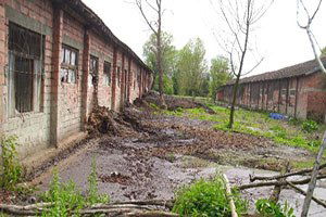 Mahalle Sakinlerinden `Manda Pisliği` Tepkisi