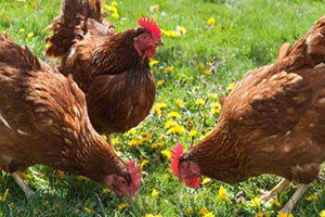 Doğal tavuk diye birşey yoktur