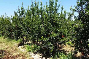 Nar Ağaçlarını Don Etkiledi