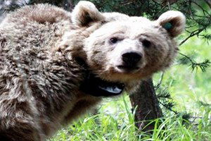 Yüzlerce Hayvan İçin Ölüm İhalesi