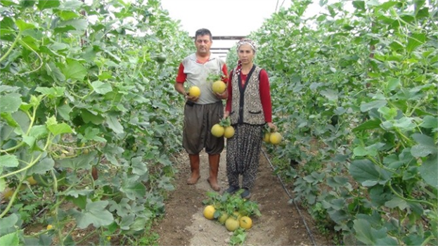 Türkiye`nin İlk Kavun Hasadı Silifke`de Başladı