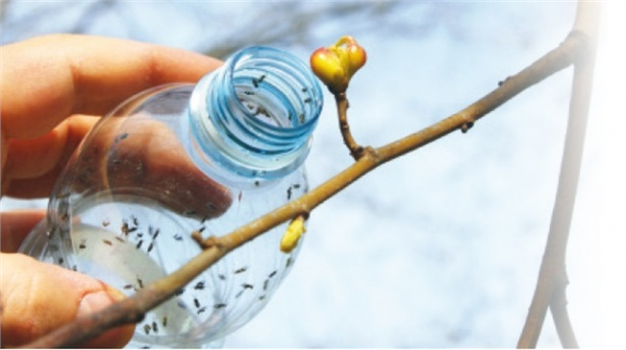 Gal arısına karşı parazitli önlem