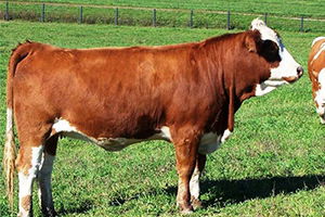 Safkan Sığır Yetiştiriciliği