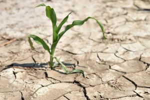 Tarım Toprakları Elden Gidiyor