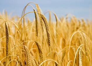 Hakkari`de Çocuklara `Tarım Çocuk` Semineri