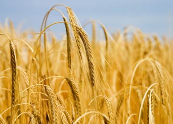 Hakkari`de Çocuklara `Tarım Çocuk` Semineri