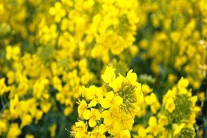 Tekirdağ, Türkiye`nin Kanola Ambarı