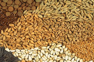 Tohumculuk Yetkilendirme ve Denetleme Yönetmeliği`nde Değişiklik