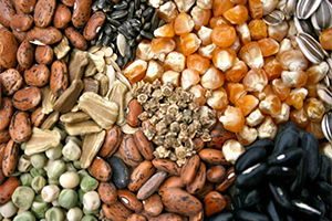 Tavşanlı`da Çiftçilere Ücretsiz Tohum Dağıtımı