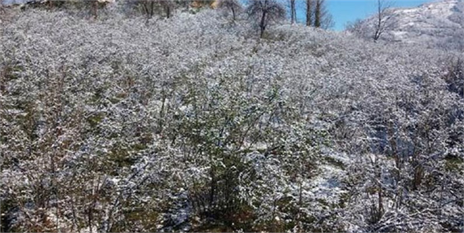 Fındığı Don Vurdu !