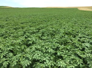 Türkiye`de İlk Kez Bir Özel Sektör Firması Yerli Patates Tohumu Tescil Ettirdi