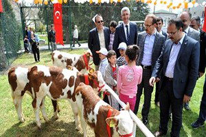 Uşak`ta En Güzel Buzağı Yarışması Düzenlendi