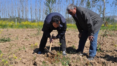 Yatağan`da İlk Trüf Mantarı Hasadı 2018`de Yapılacak