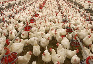 Kanatlı sektöründe GDO`lu soya krizi