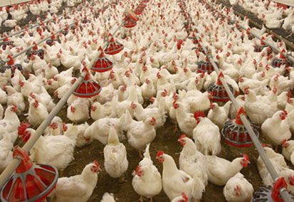 Kanatlı sektöründe GDO`lu soya krizi