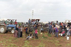 Adana`da Dar Gelirli Vatandaşlar Patates Tarlasına Koştu
