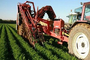 Ağrı jeotermal tarımda Antalya ile yarışacak