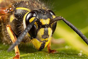 Almanya`da bitki ve hayvan türleri tehdit altında
