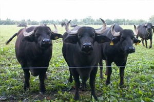 2015 Yılında Yapılacak Anaç Manda Yetiştiriciliği Desteklemesi