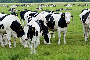 2015 Yılında Yapılacak Anaç Sığır Yetiştiriciliği Desteklemesi