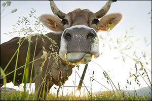 Ardahan`daki Şap Karantinası