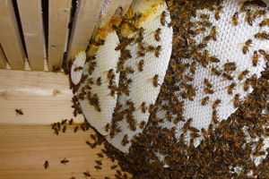 2015 Yılında Yapılacak Arılı Kovan Desteklemesi