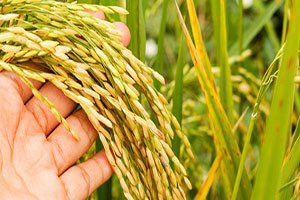 Aşırı yağışlar çeltik ekimini geciktirdi