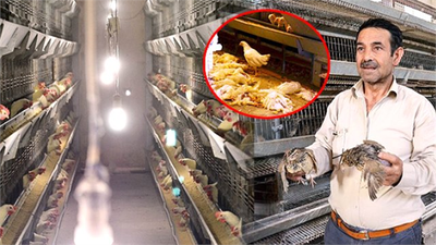 Azerbaycan, Türkiye`den Tavuk İthaline Kuş Gribi Sınırlaması Getirdi