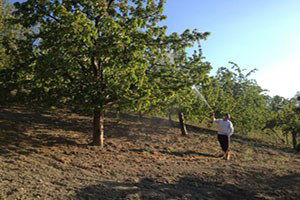 Kiraz Ve Vişne Bahçelerinde Zirai Mücadele