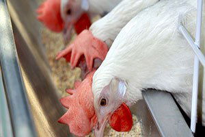 Yumurta ve beyaz et yasağına karşı Irak`a heyet göndereceğiz