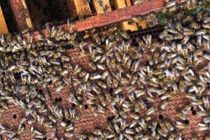 Bilinçsiz İlaçlama Nedeniyle Milyonlarca Bal Arısı Telef Oldu