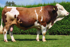 2015 Yılında Yapılacak Hastalıktan Ari İşletme Desteklemeleri