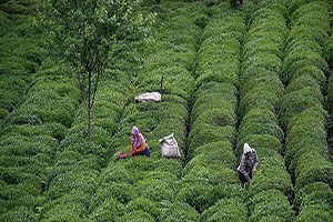 Çay üreticilerini sevindirecek haber